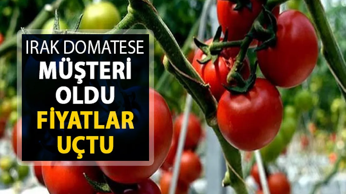 Bağdat Domatese Müşteri Oldu ! Fiyatlar Uçtu
