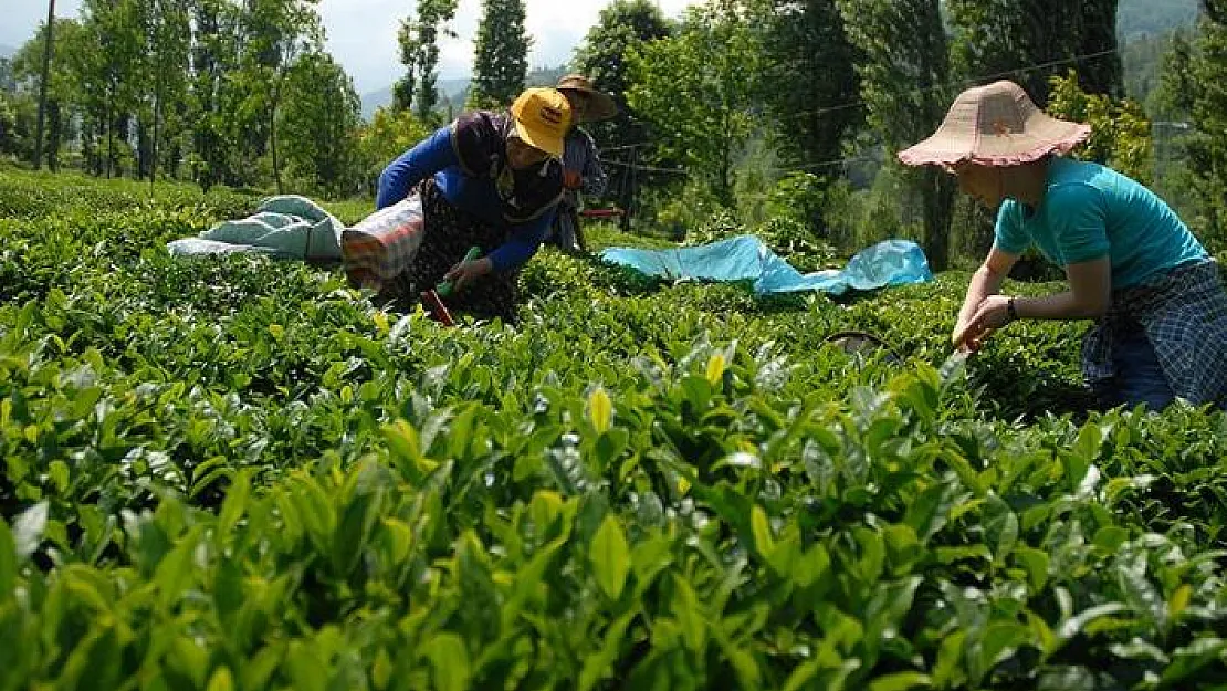 Bakan Pakdemirli Rize'de 2019 yılı yaş çay alım fiyatlarını bugün açıklayacak!