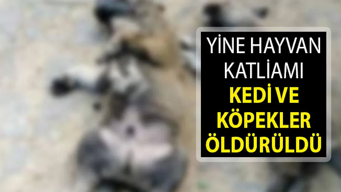 Balıkesir'de Hayvan Katliamı! Kedi ve Köpekler Öldü