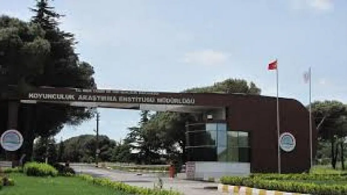 Bandırma Koyunculuk Araştırma Enstitüsü Müdürlüğü personel alım ilanı!