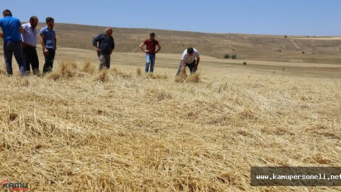 Bayburt'taki Dolu Yağışı Tarım Arazilerine  Büyük Zarar Verdi
