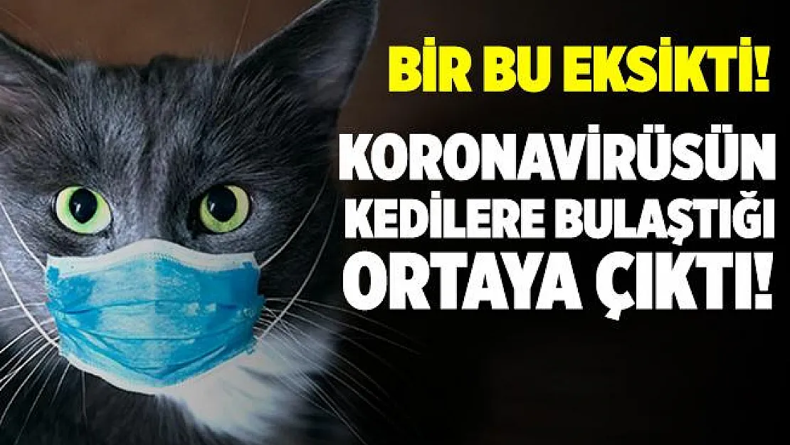 Bir bu eksikti! Koronavirüsün kedilere de bulaştığı ortaya çıktı!