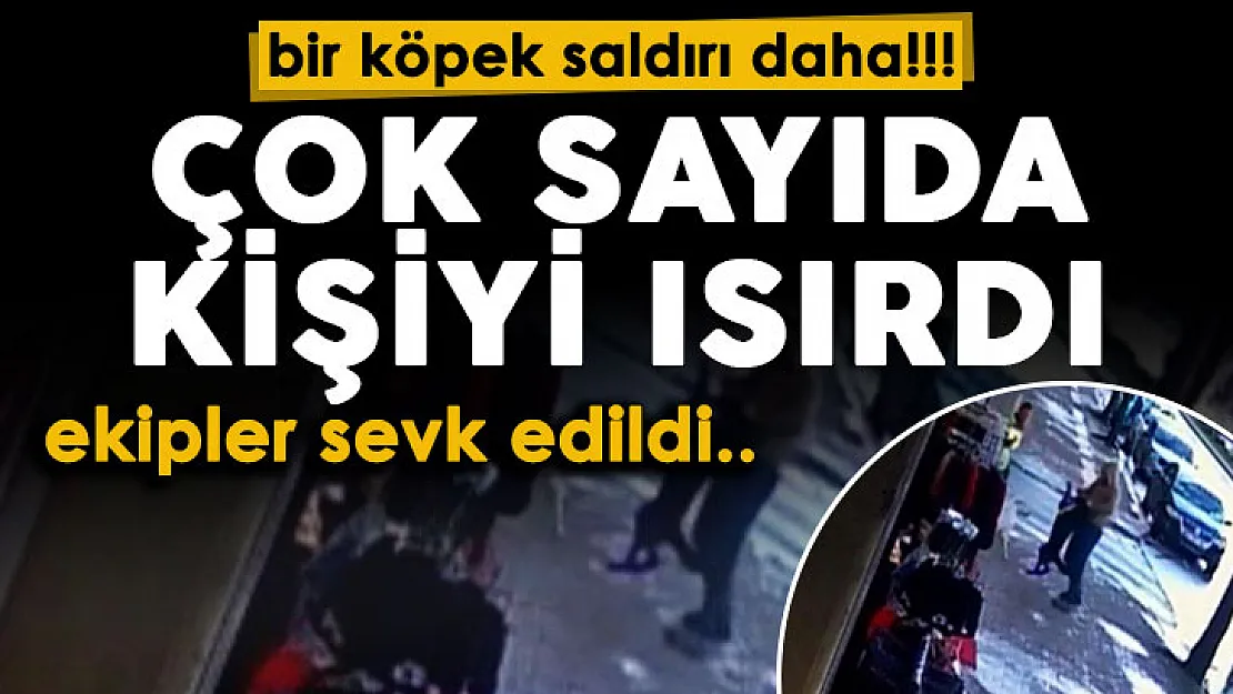 Bir köpek saldırısı vakası daha! Çok sayıda kişiyi ısırdı: Dehşete düşüren anlar
