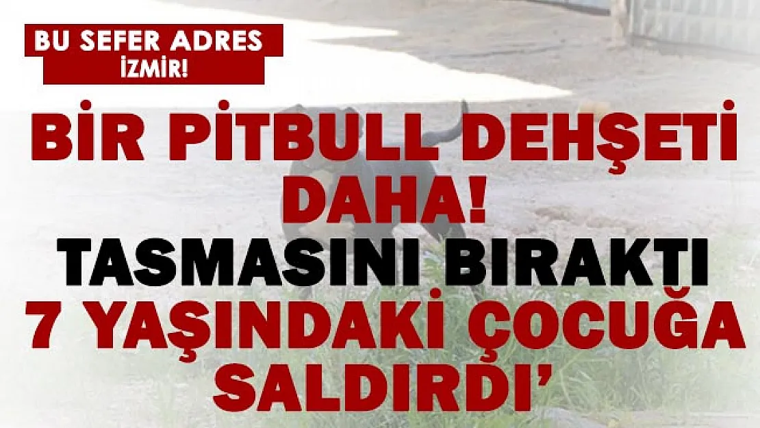 Bir pitbull dehşeti daha! 7 yaşındaki çocuğa saldırdı!