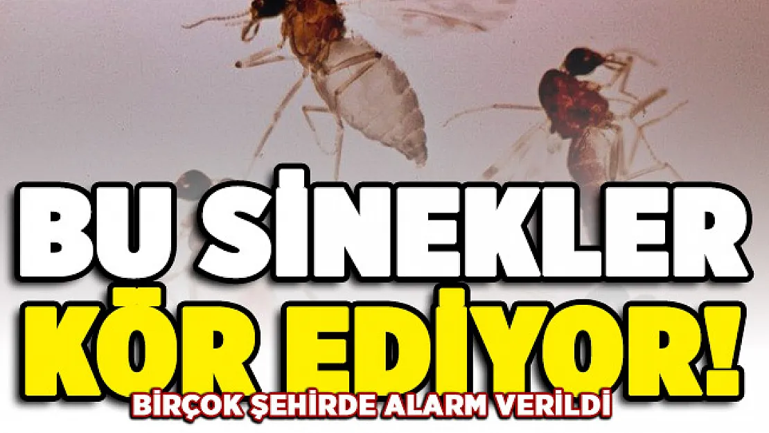 Birçok şehirde alarm verildi! Bu sinekler kör ediyor