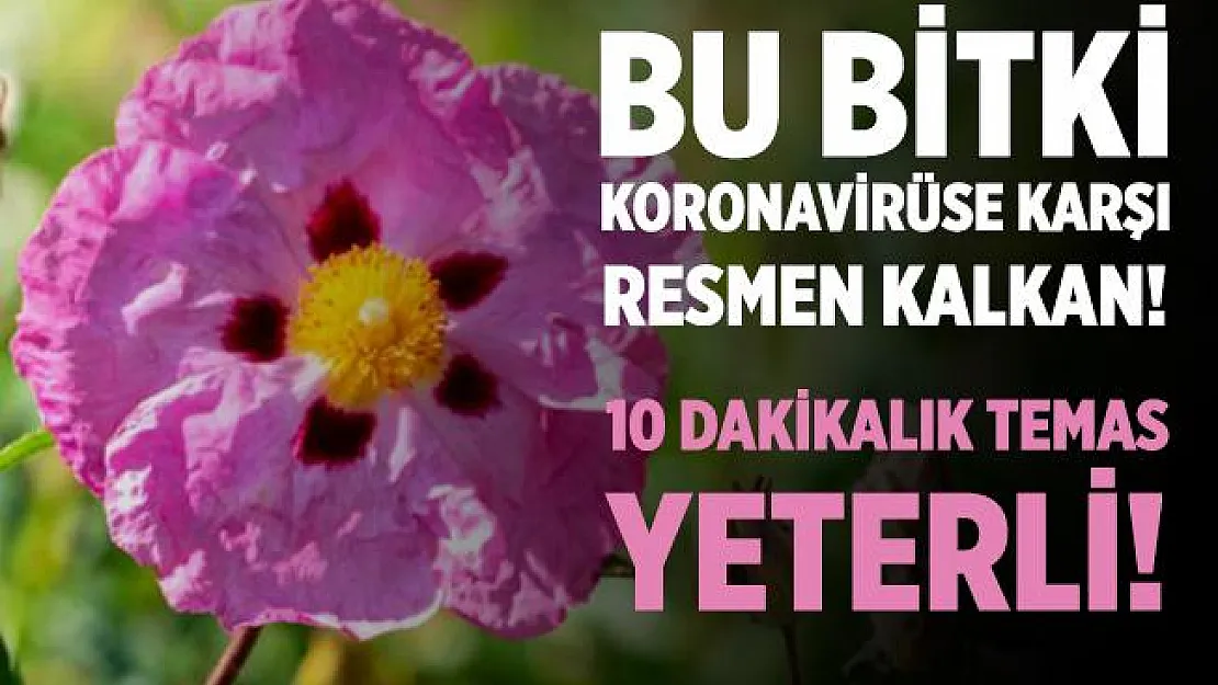 Bu bitki koronavirüse karşı resmen kalkan oluyor! 10 dakikalık temasla virüs etkisiz hale geliyor!