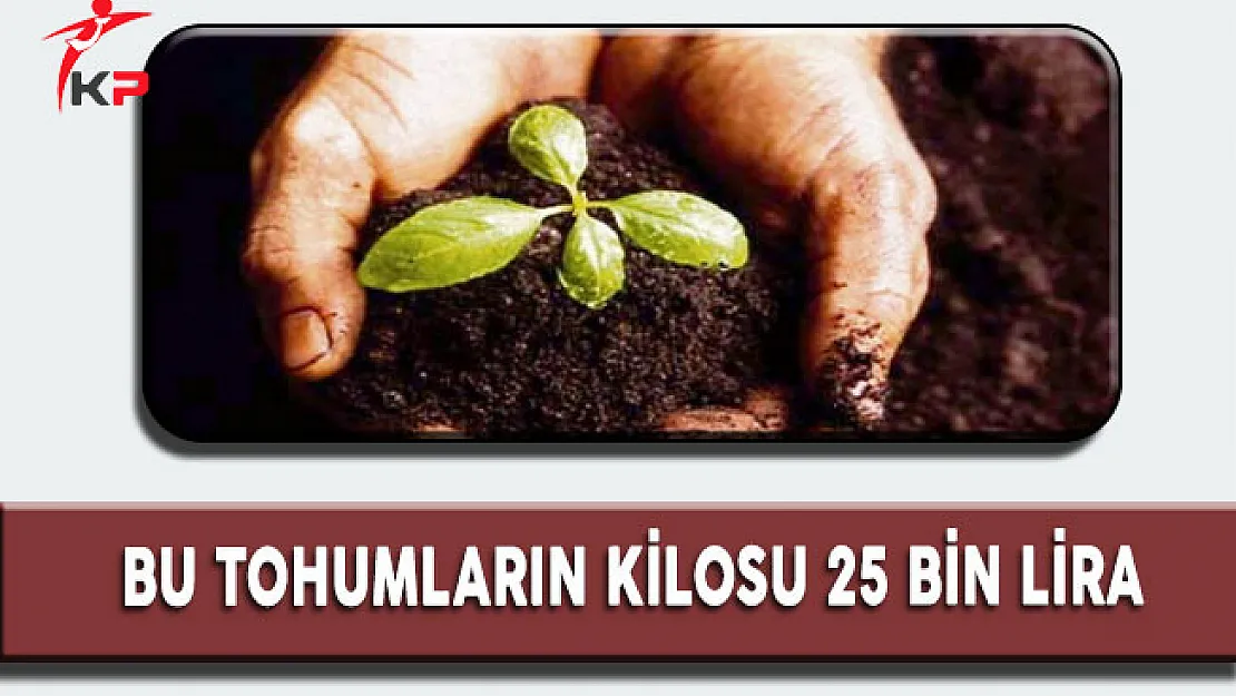 Bu Tohumların Kilosu 25 Bin Liradan Dünya'ya İhraç Ediliyor