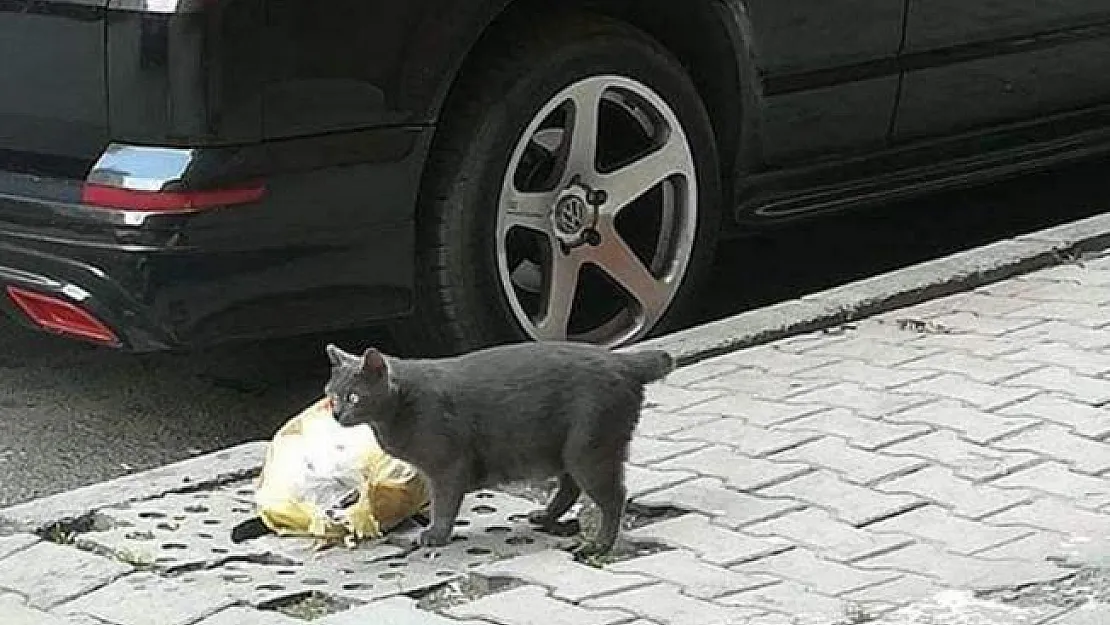 Büyü için kedi kuyruğu- Büyü için kedilerin kuyruklarını kesiyorlar
