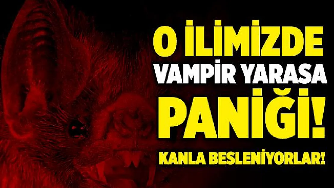 Büyük panik yarattı! Brezilya'da yaşayan vampir yarasa o ilimizde görüldü! Kanla besleniyor!