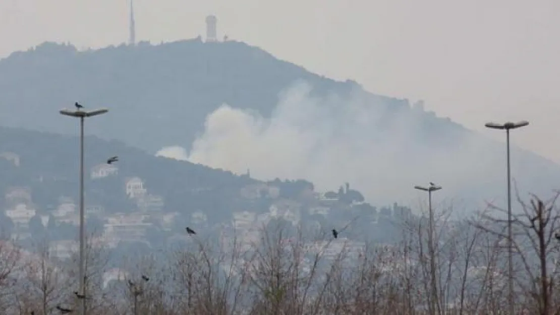 Büyükada'da ormanlık alanda yangın çıktı