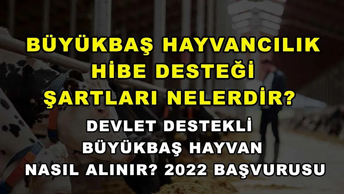 Büyükbaş Hayvancılık Hibe Desteği Şartları Nelerdir? Devlet Destekli Büyükbaş Hayvan Nasıl Alınır? 2022 Başvurusu