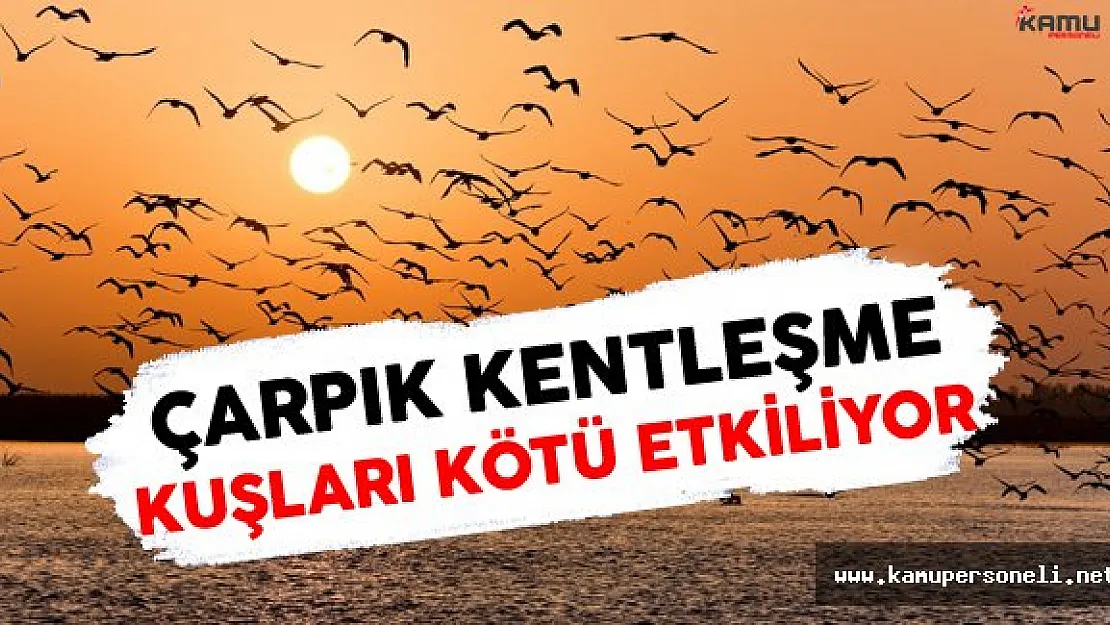 Çarpık Kentleşme Kuşları Kötü Etkiliyor