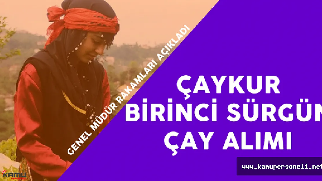 ÇAYKUR Genel Müdürlüğü 230 Bin Ton Yaş Çay Alımı Yaptı
