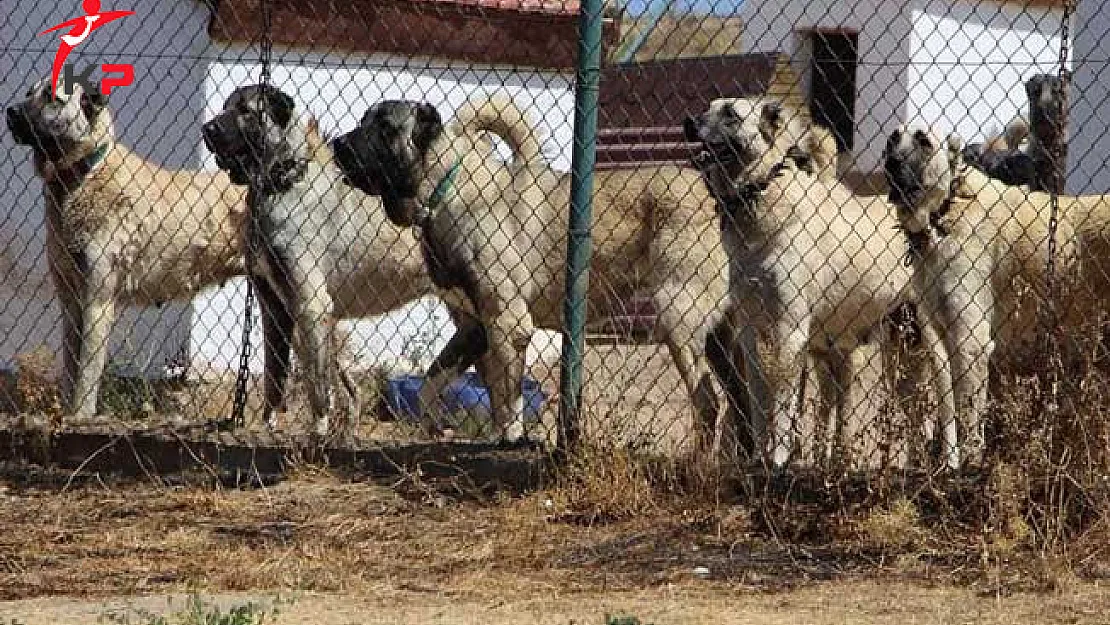 Çevik Kuvvet Toplumsal Olaylara Müdahalede Artık 'Kangal Köpeği' Kullanacak