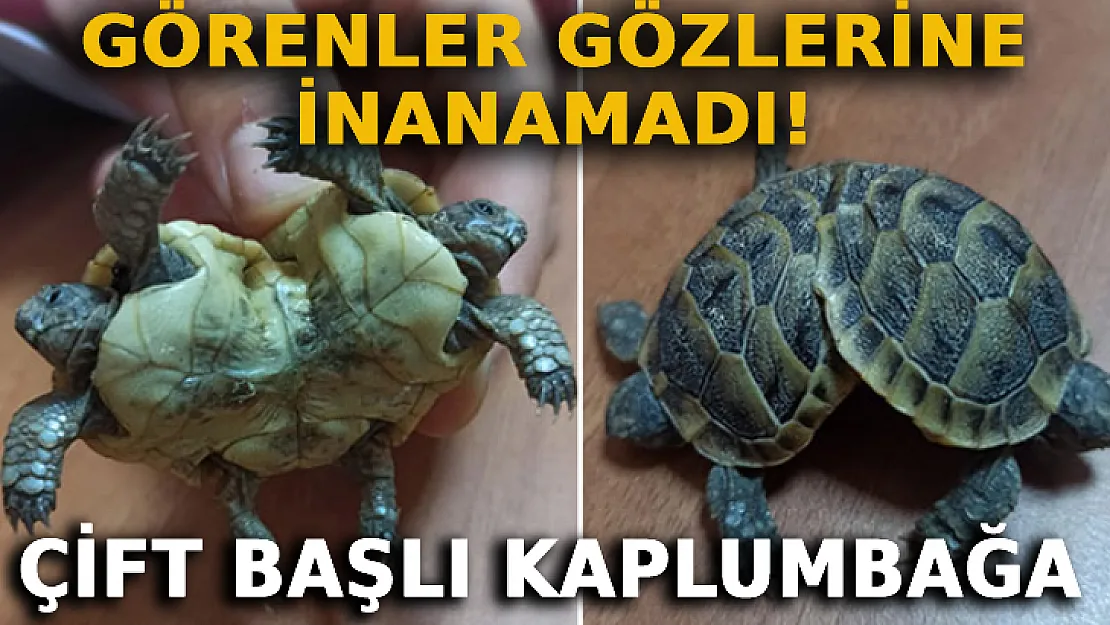 Çift Başlı Siyam İkizi Kaplumbağalar Görenleri Şaşkına Çevirdi!