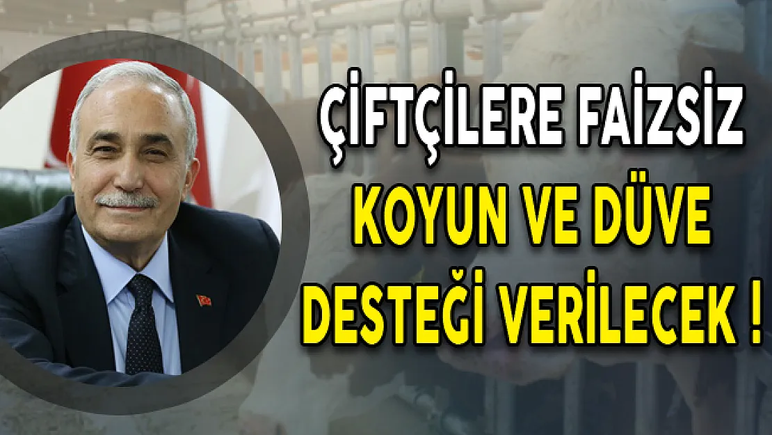 Çiftçilere Faizsiz Koyun ve Düve Desteği Verilecek!