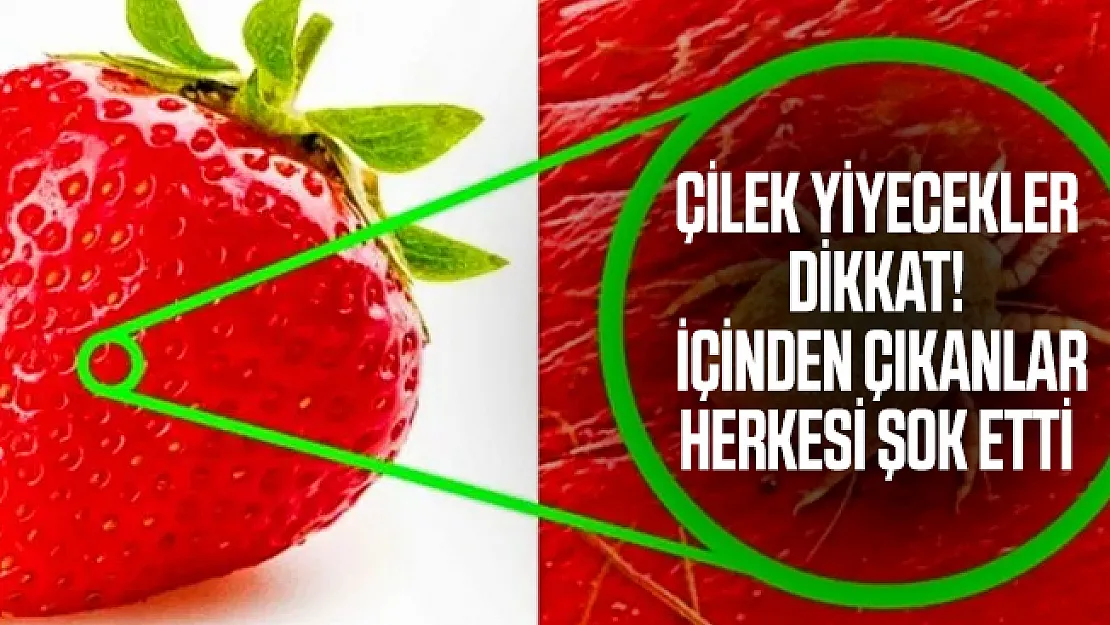 Çilek yiyecekler dikkat! İçinden çıkanlar herkesi şok etti