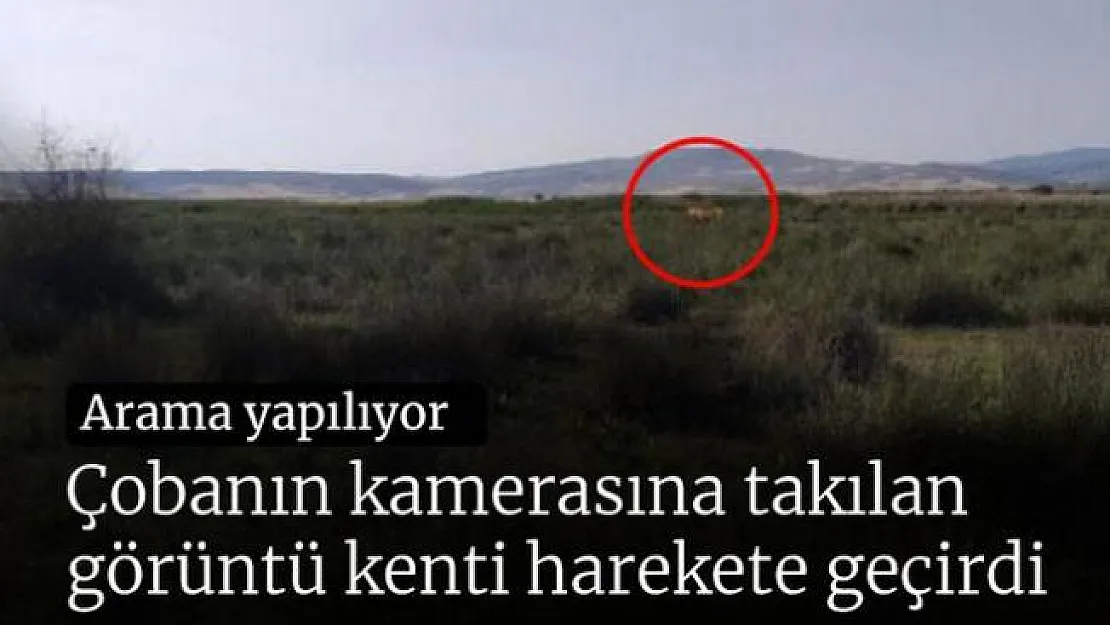 Çobanın kamerasına takılan görüntü kenti harekete geçirdi!