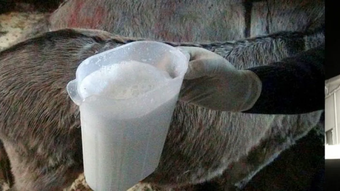 Corona virüsüne karşı eşek sütü! Eşek sütünün 12 mucize faydası!