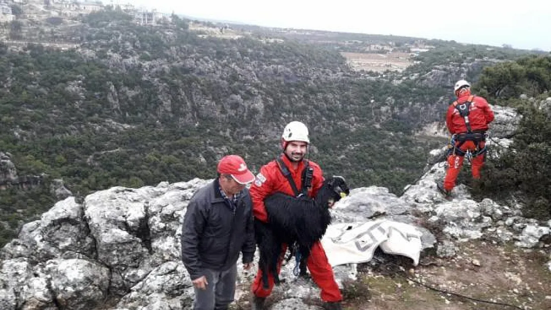 Dağ yamacında mahsur kalan keçiler kurtarıldı