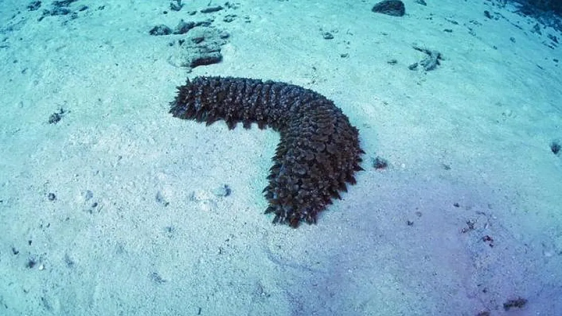 Deniz Patlıcanı Avlamak Yasaklandı! Ayvalık'ta Kaçak Deniz Patlıcanı Avlayanlara Ceza Kesilecek