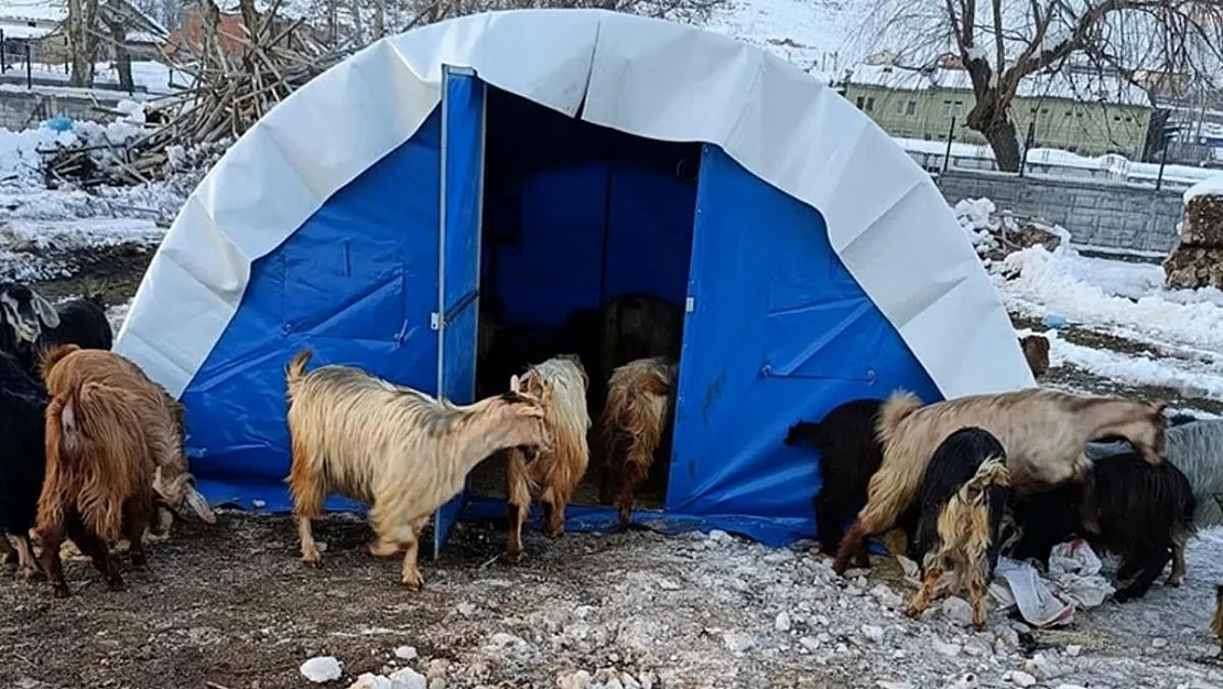 Deprem bölgesindeki yetiştiriciye nakdi yem desteği verileceği açıklandı! Her hayvan başına toplamda 550 TL hesaba yatacak!