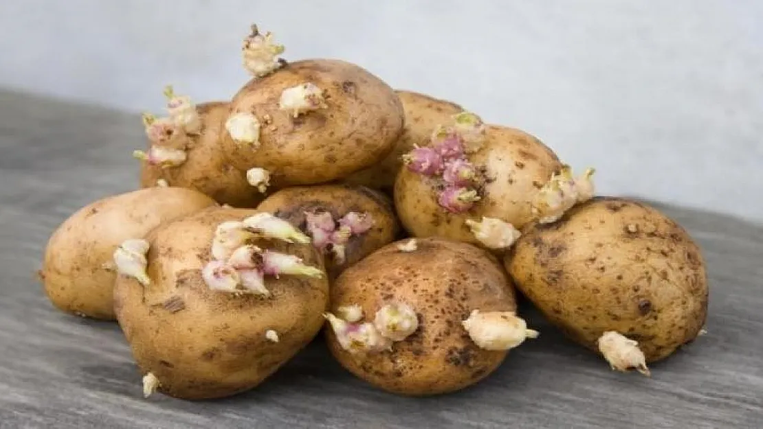 Dikkat, uzmanlar tüketmeyin diye uyardı! Filizlenen patates yenir mi?