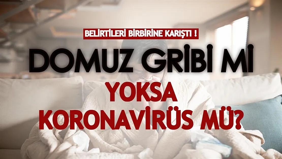 Domuz gribi mi yoksa koronavirüs mü? Belirtileri iyice birbirine karıştı!