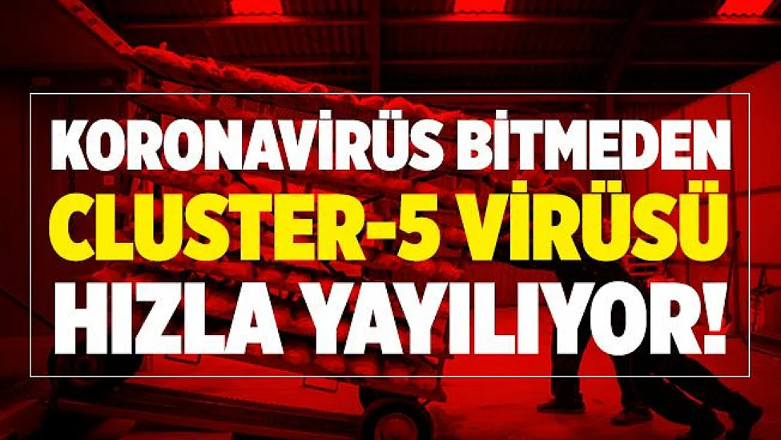 Durum çok ciddi! Koronavirüs bitmeden Cluster-5 virüsü hızla yayılma başladı!