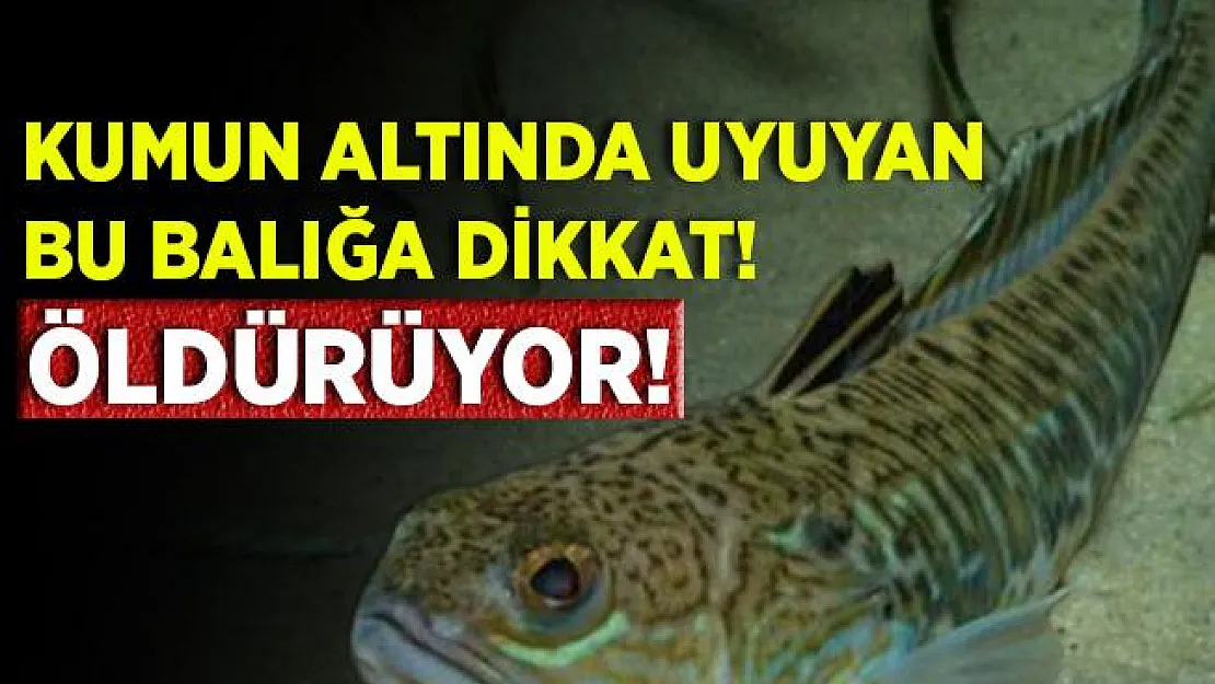 Ege'de zehirli Trakonya alarmı! Bu balık öldürüyor!