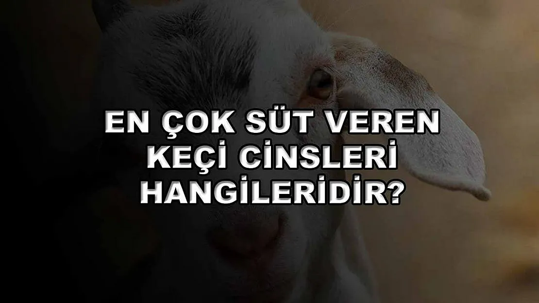 En Çok Süt Veren Keçi Cinsleri Hangileridir?