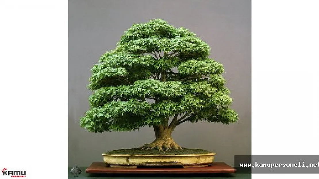 EXPO 2016 Antalya'da,  Japonya 140 Yıllık Bonsai Sergiliyor