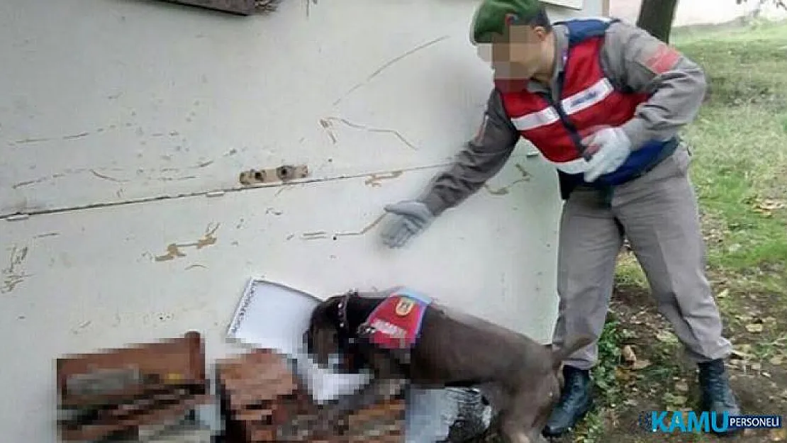 Fabrikasında esrar üreten iş adamı jandarma tarafından suç üstü yakalandı