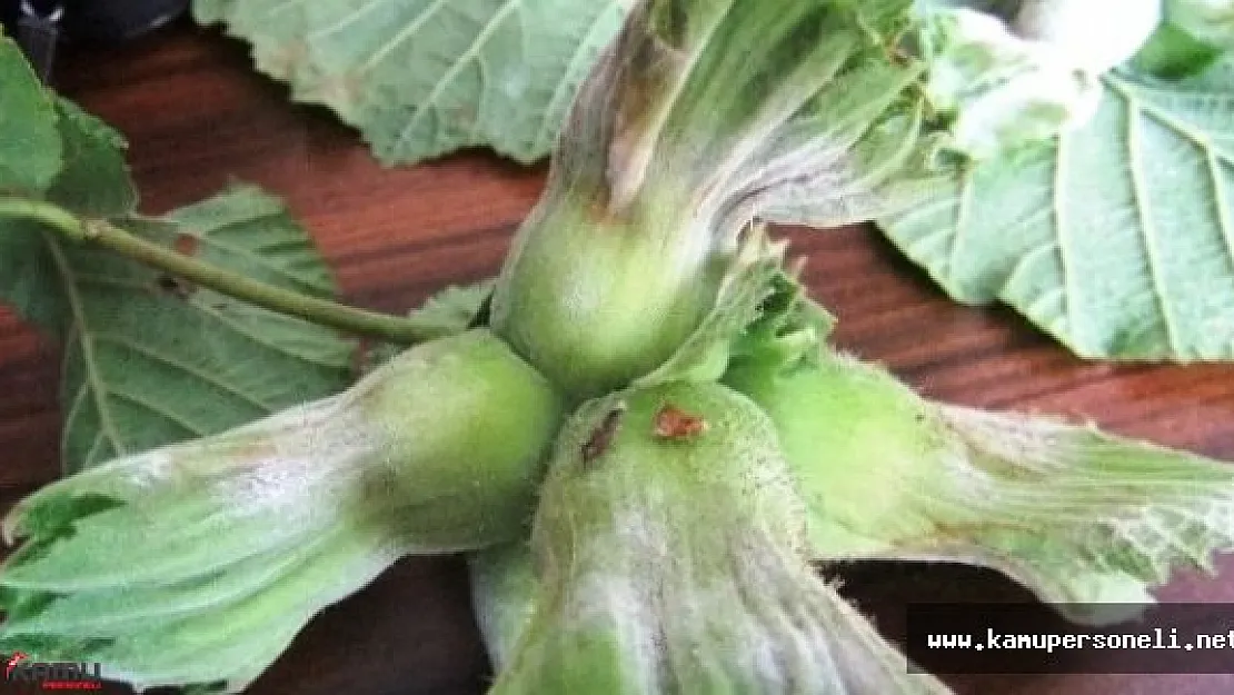 Fındık Küllenmesi İle İlgili Açıklama Geldi
