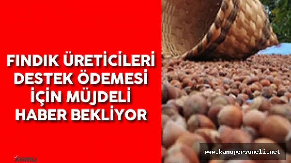 Fındık Üreticileri Destek Ödemesi İçin Müjdeli Haber Bekliyor