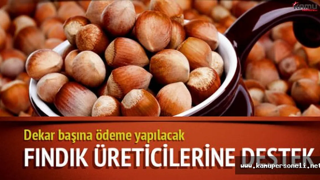 Fındık Üreticilerine 170 TL Destek Ödemesi Yapılacak