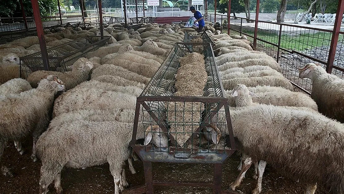 Geçen Yıla Oranla Yüzde 30 Zamlandı! Geliş Tarihleri Belli Oldu!