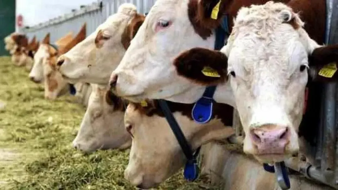 Geçen yılın hayvansal üretim verileri açıklandı! Açıklanan verilere göre, büyükbaş ve küçükbaş hayvan sayısında düşüş meydana geldi!