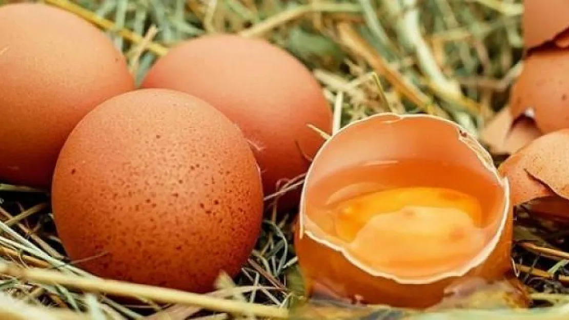 Genetiğiyle Oynanan Tavuklar Kanser İlacı Yumurtluyor