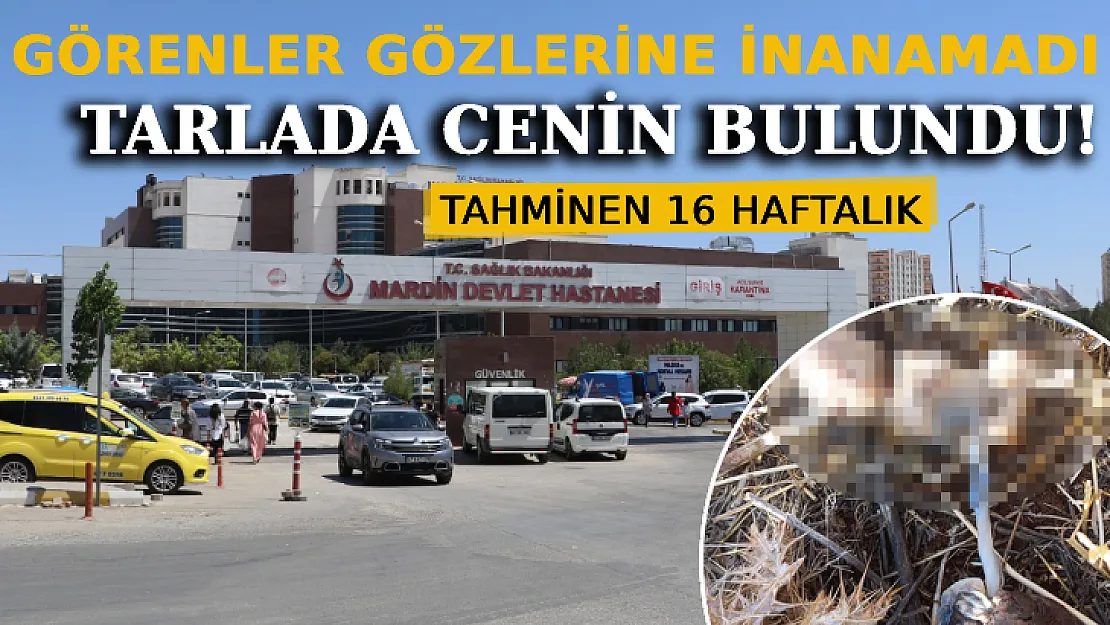 Görenler Gözlerine İnanamadı: Mısır Tarlasında 16 Haftalık Cenin Bulundu!