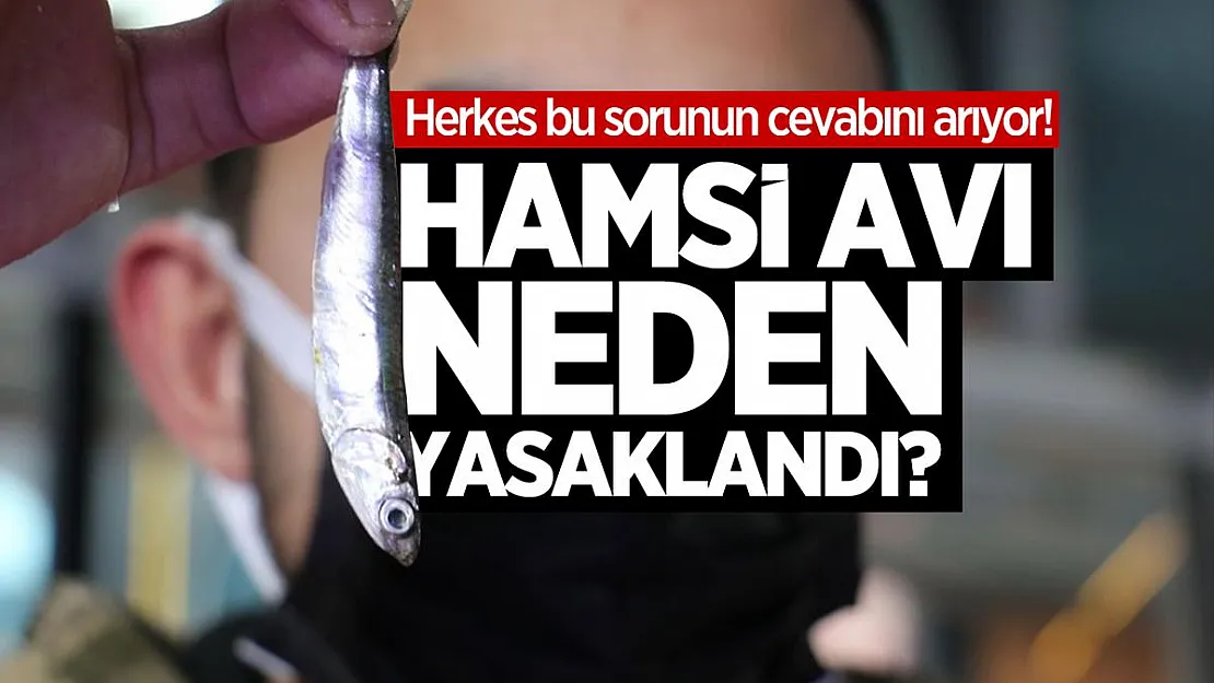 Hamsi neden yasaklandı? Hamsi avı yasağı ne zaman sona erecek?