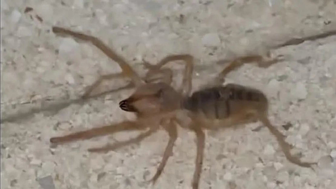 Havalar Isındı, Tehlike Ortaya Çıktı! Etle Beslenen Zehirli Sarıkız Örümceği Korkutuyor
