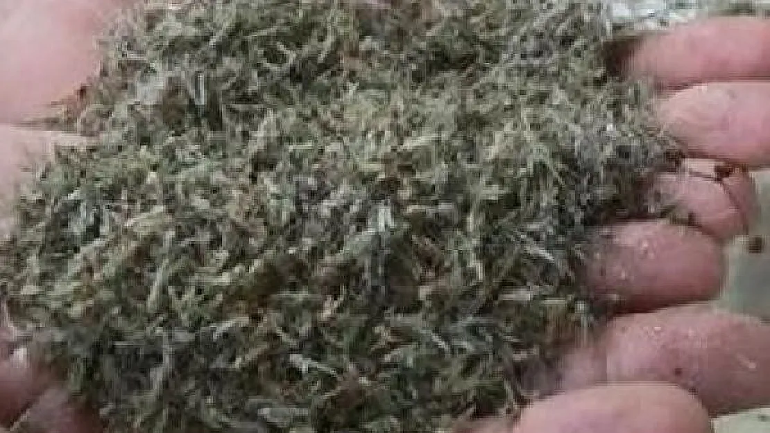 Havaların ısınmasıyla birlikte İstanbul'da bir ilçeyi tamamen sardı!