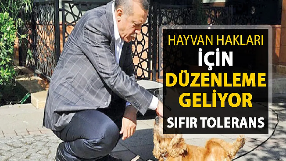 Hayvan Hakları Düzenlemesi Geliyor ! Hayvana İşkenceye Sıfır Tolerans