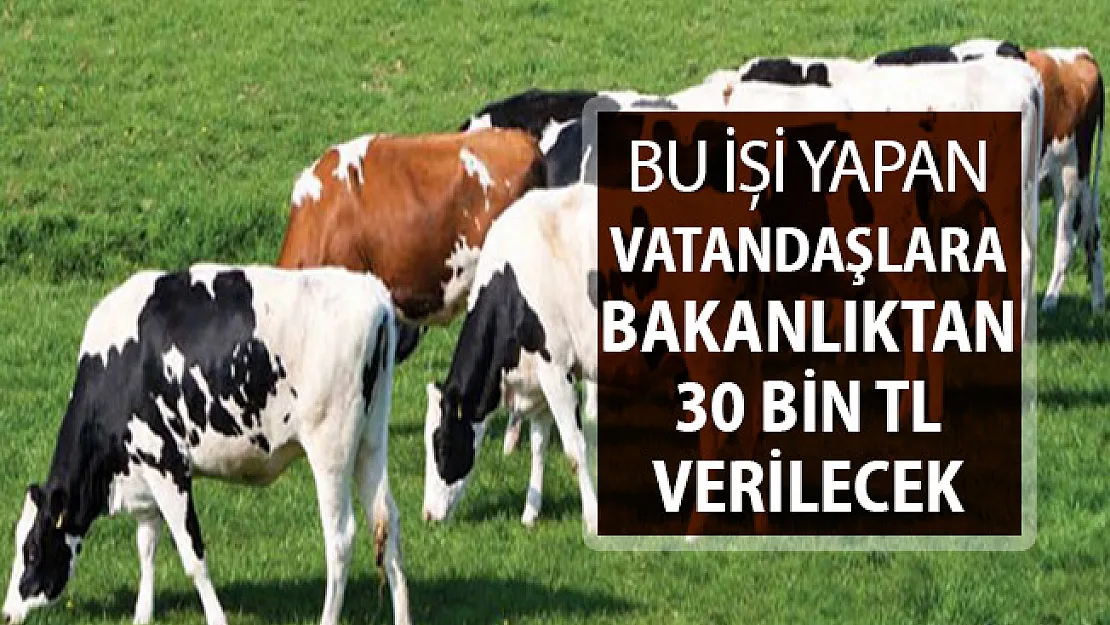 Hayvancılık İşiyle Uğraşanlara Tarım Bakanlığından 30 Bin TL Verilecek