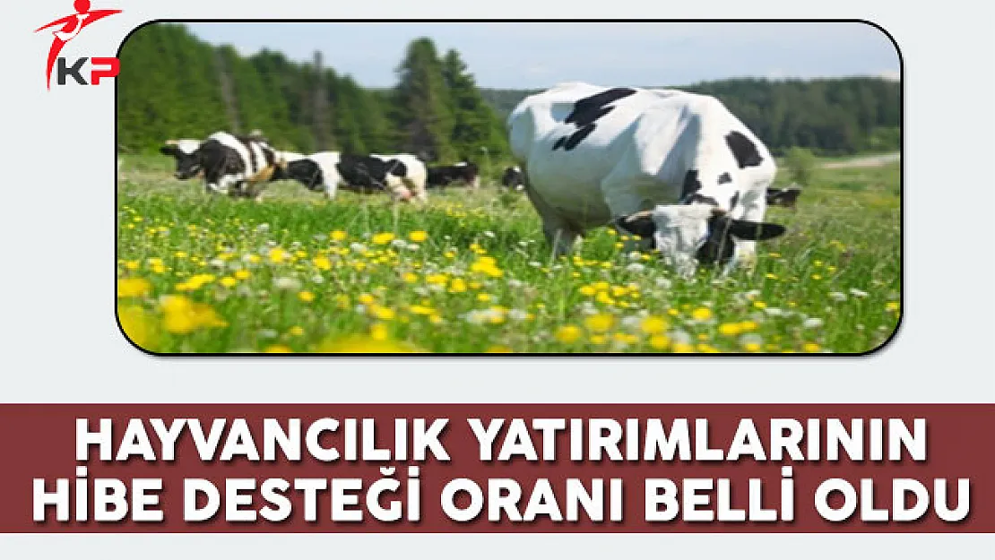 Hayvancılık Yatırımlarının Hibe Desteği Oranı Belli Oldu
