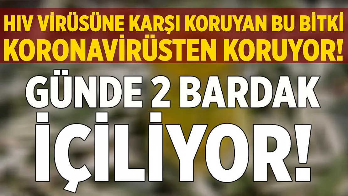 HIV virüsüne karşı koruyan bu bitki koronavirüsü durduruyor! Günde 2 bardak içmek yeterli!