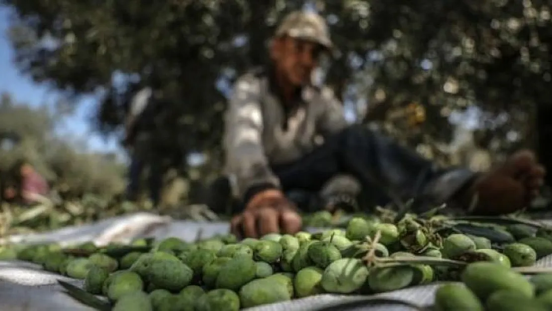 İç piyasaya sürülen Afrin zeytinyağları hakkında bakanlık 'ticari sır' diyerek bilgi vermedi!