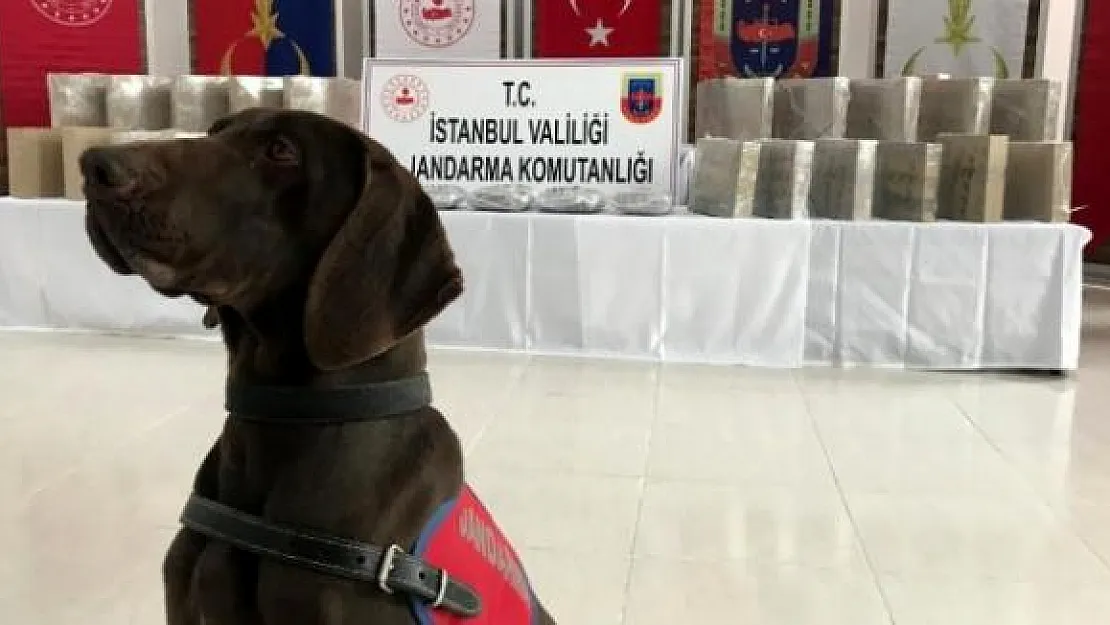 İstanbul'da uyuşturucu operasyonu! Jandarmanın yaptığı operasyonda 50 kilo esrar ele geçirildi