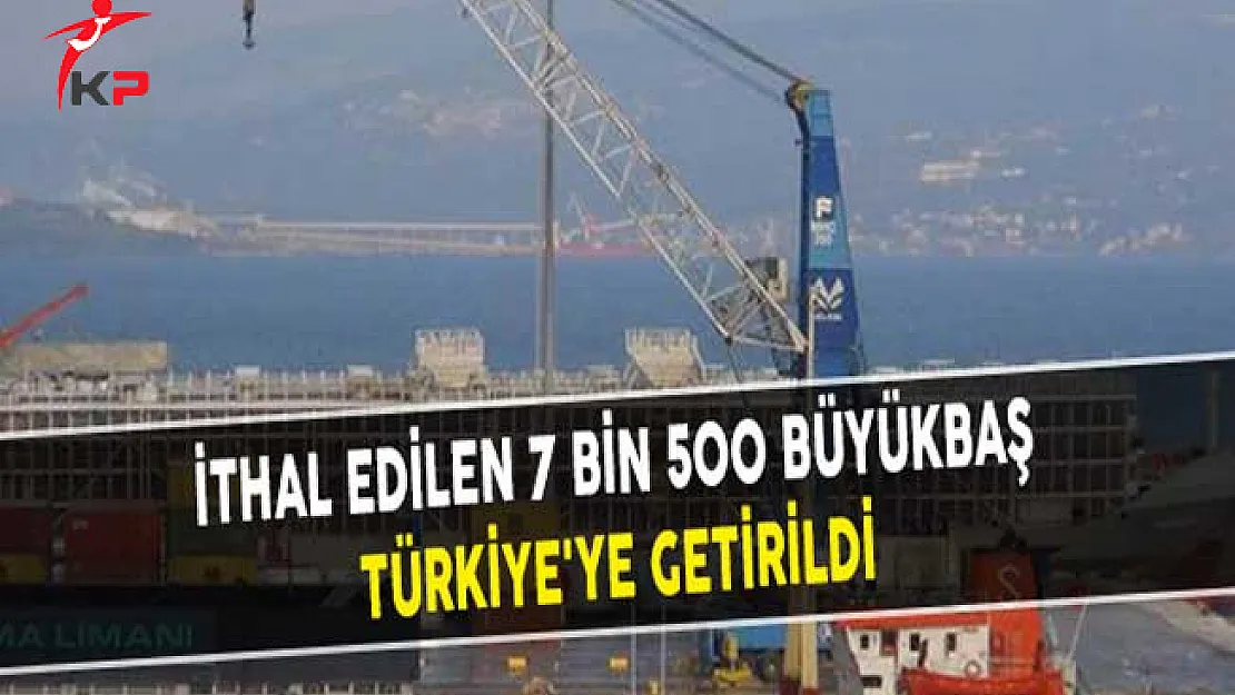 İthal Edilen 7 Bin 500 Büyükbaş Türkiye'ye Getirildi